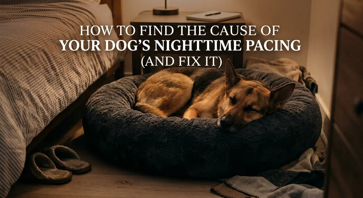 Dog Pacing at Night: How to Find the Cause in 3 Nights (and Fix It)